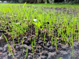 Overseeding Your Lawn