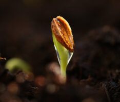 Savor Seed Starting Prep