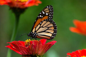 Plan for Pollinators on Learn about Butterflies Day