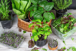 Spice Up Your Culinary Creations with Herbs