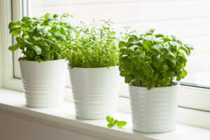 Easy-To-Grow Indoor Herbs for Winter