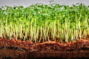Microgreens:  The Indoor Salad Garden