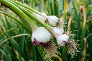 Growing Spring Garlic