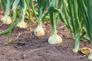 Growing Onions from Sets