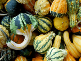 Planting Ornamental Gourds for Fall Harvest